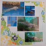 Dolphins
