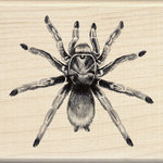Inkadinkado - Sketches Collection - Halloween - Wood Mounted Stamps - Tarantula Inkadinkado - Sketches Collection - Halloween - Wood Mounted Stamps - Tarantula