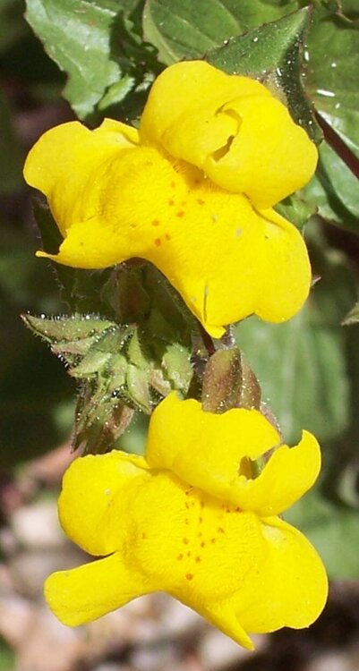 Yellow Flowers Closeup