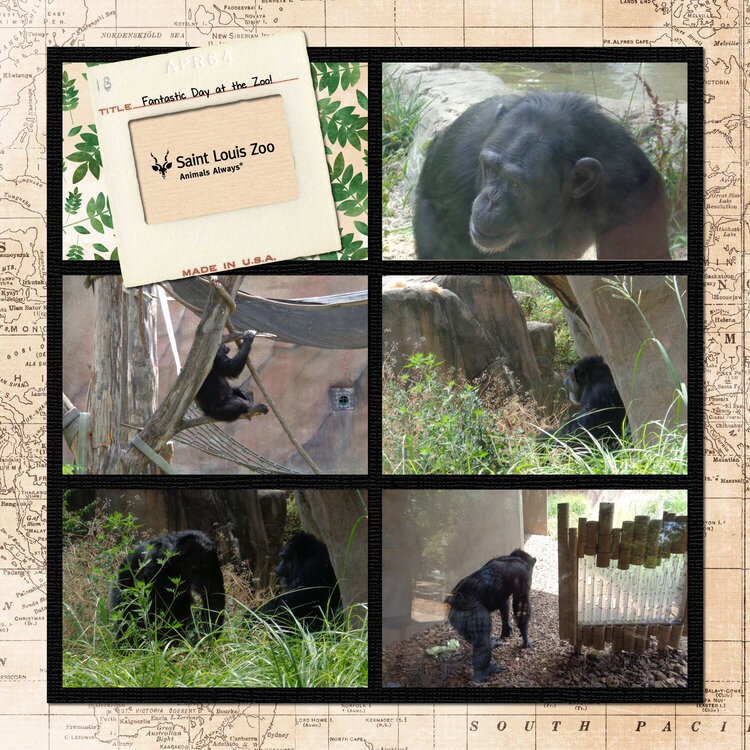 Chimpanzees