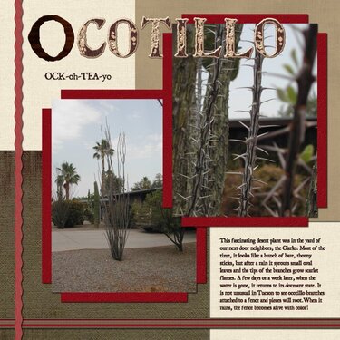 Ocotillo