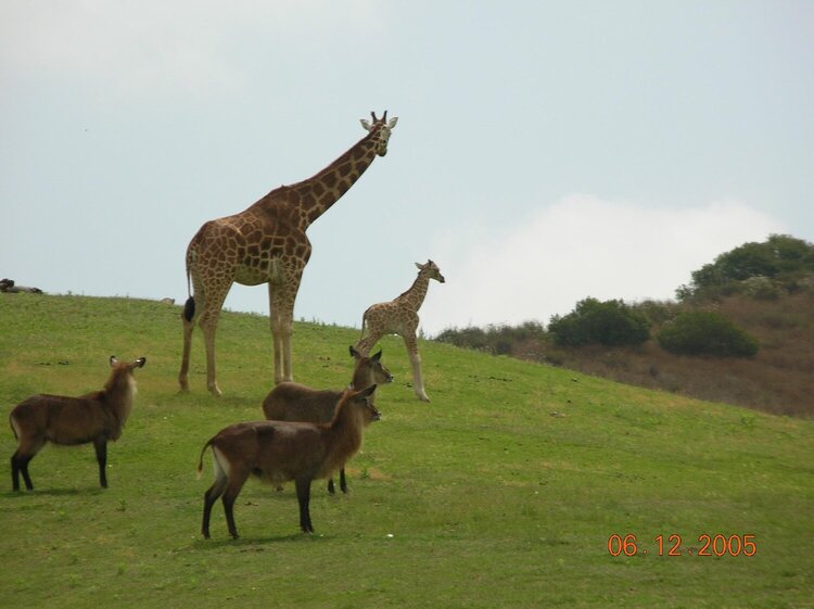 San Diego Wild Animal Park Giraffes