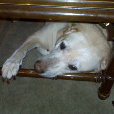 Toby under the table