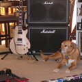 Nicky with Alex's amp, guitar and pedals