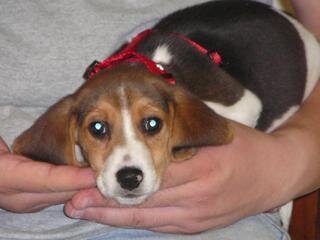 Baby Puppy Roxy