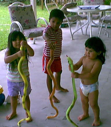 Snakes AliveII