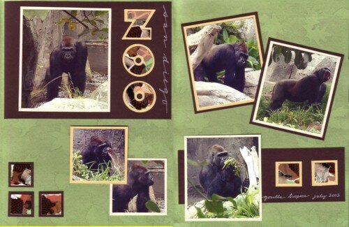 San Diego Zoo Gorilla