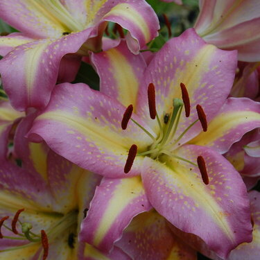 Close up of flower