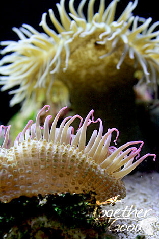 April POD 3-- anemone