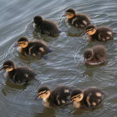 Baby Ducks!