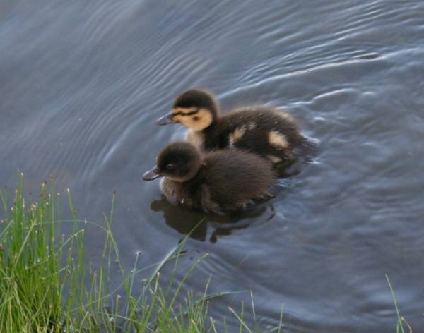 Baby Ducks!
