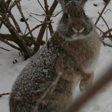 January 14-- Snow Bunny