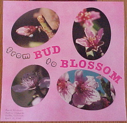 from BUD to BLOSSOM