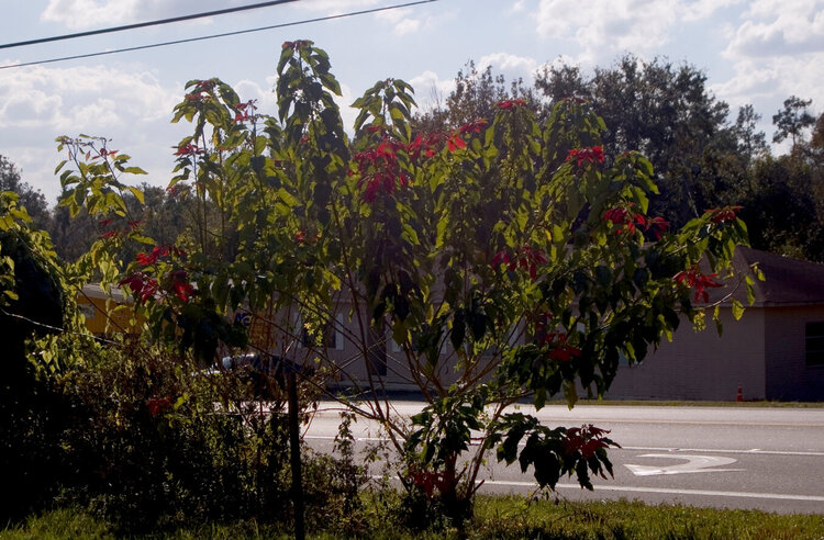 Giant Poinsettia