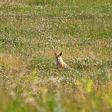 Coyote in a field
