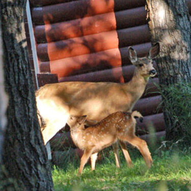 Nursing Fawn