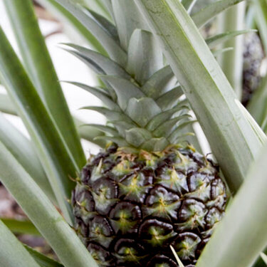 Pineapple