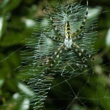Agriope Spider in web