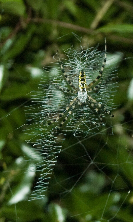 Agriope Spider in web