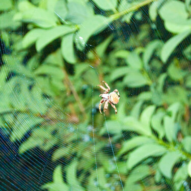 Spider in Web