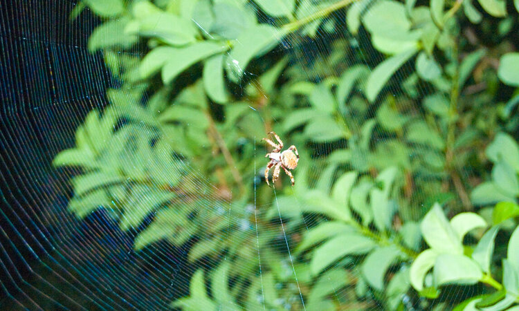 Spider in Web