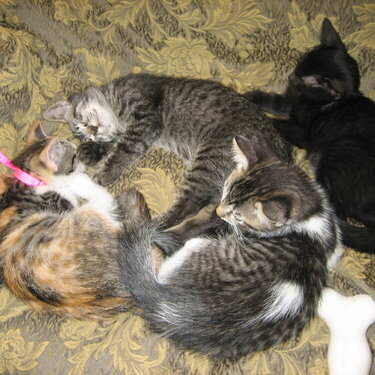Our New Kitty&#039;s &amp;amp; their Brother &amp;amp; Sister!!!