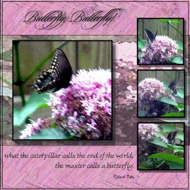 Buterfly Butterfly