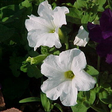 Petunias