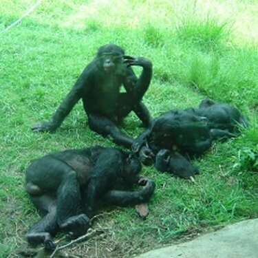 Bonobos at the Columbus Zoo
