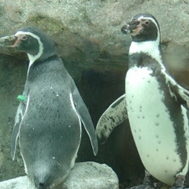 Penguins - Columbus Zoo