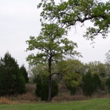 #4 A Tree with Leaves