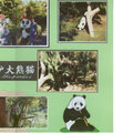 Save the Panda's