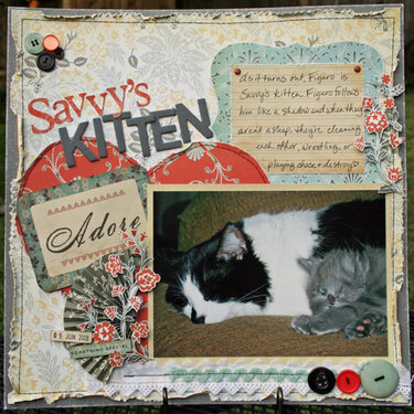 Savvy&#039;s Kitten
