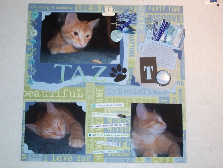 Taz - Our Cat
