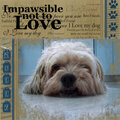 Impawsible not to Love