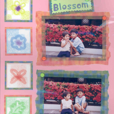 CJ&#039;s album - Summer Blossom