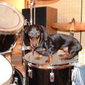 Puppy percussionist