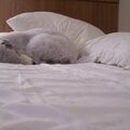 The Pillow Bedlington