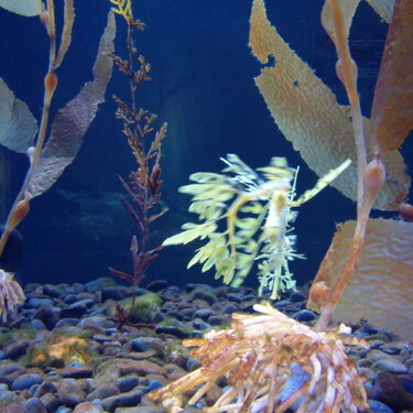 Oregon Coast Aquarium