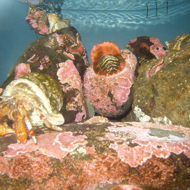 Oregon Coast Aquarium