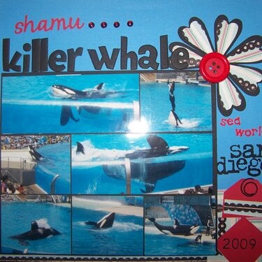 SHAMU THE KILLER WHALE