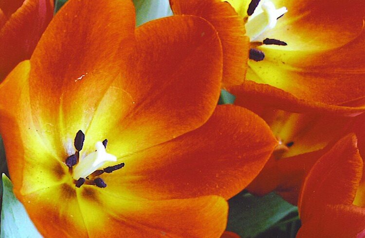 Tulips at the Bellagio Botanical Conservatory