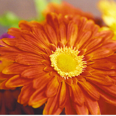 Orange gerber daisy