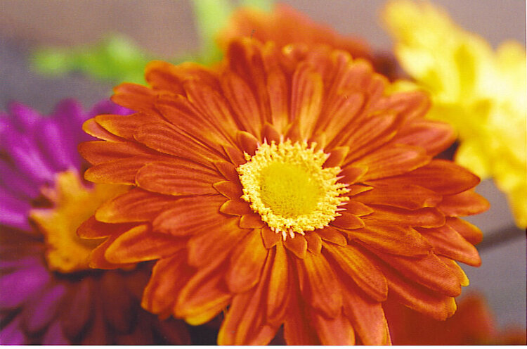 Orange gerber daisy