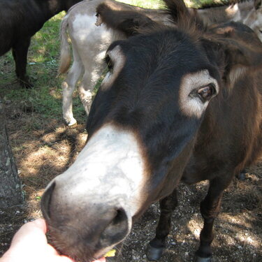 Hungry Burros