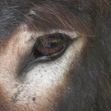 Close-up of a burro&#039;s eye