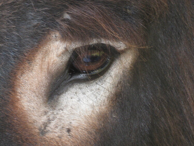 Close-up of a burro&#039;s eye