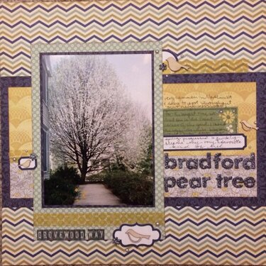 Bradford Pear Tree