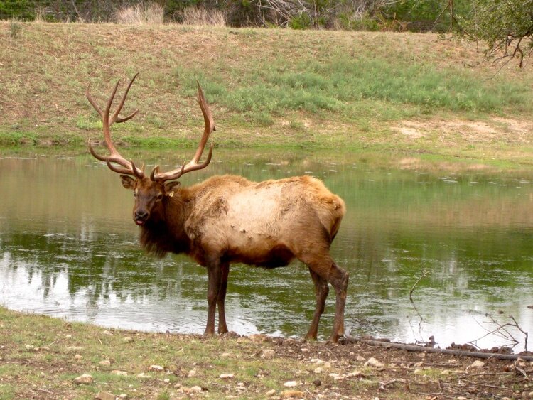 Mr. Elk
