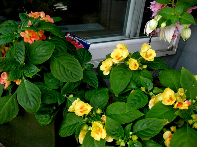 Impatiens (Fusion)